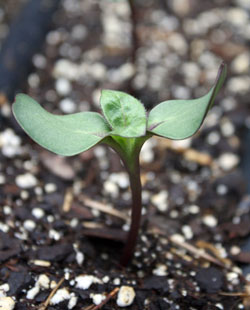 Helianthus Hopi Dye Sunflower seedling